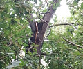 Туляки пожаловались на сломанное после стихии дерево