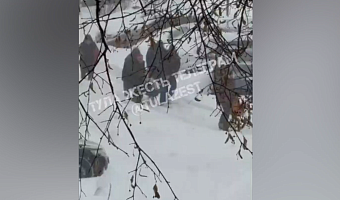 ДТП, застрявшие скорые, занесенные тротуары: как Тула переживает мощнейший снегопад - видео