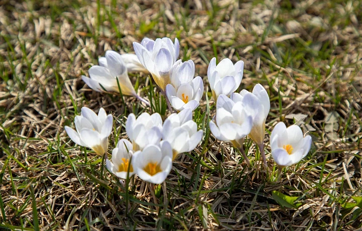 Тёплая весенняя погода ожидает туляков 3 апреля
