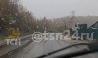 В Туле выпал первый снег 13 октября