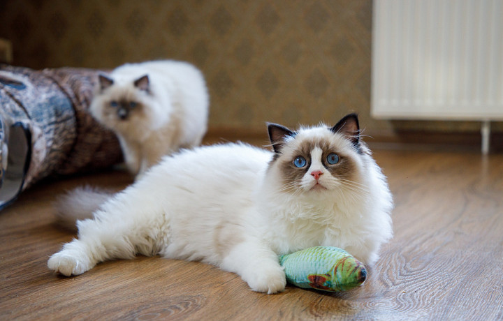 В Госдуме предложили ограничить количество проживающих в квартире собак и кошек