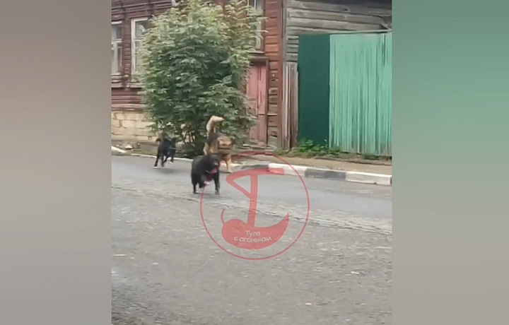 Туляки жалуются на стаю бродячих собак на улицах города