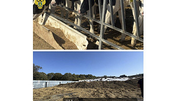 В селе Тульской области после дождя улицу затопило навозом с местного сельхозпредприятия