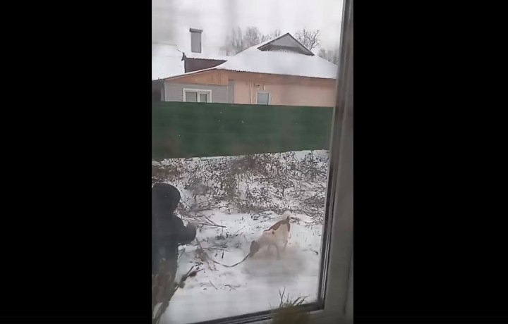 Стоит страшная вонь: жители дома в Алексине пожаловались на соседа-собачника - в «однушке» живут десять псов