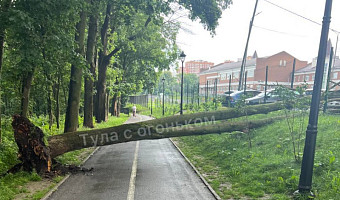 В Платоновском парке в Туле рухнули несколько деревьев