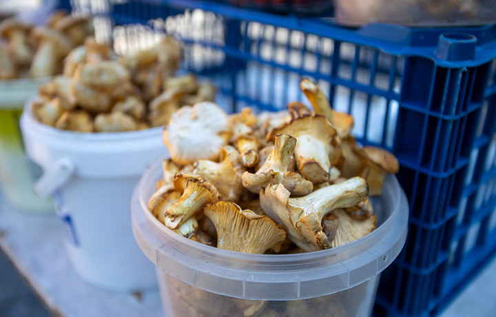 Тулякам рассказали, как не отравиться грибами