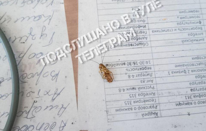 Школьники тульского центра образования пожаловались на обилие тараканов