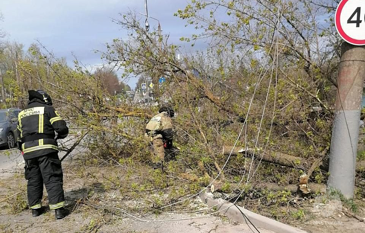 В Тульской области из-за ветра упало 50 деревьев и пострадало три автомобиля