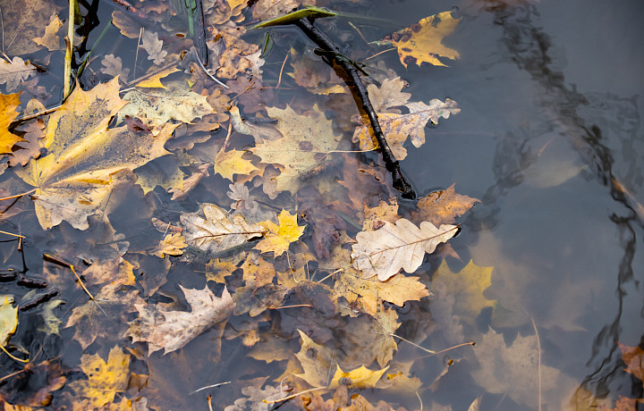В выходные в Тульской области может выпасть треть месячного объема осадков