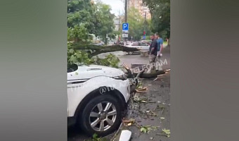 Рухнувшее дерево повредило несколько машин на проезде Тимирязева в Туле