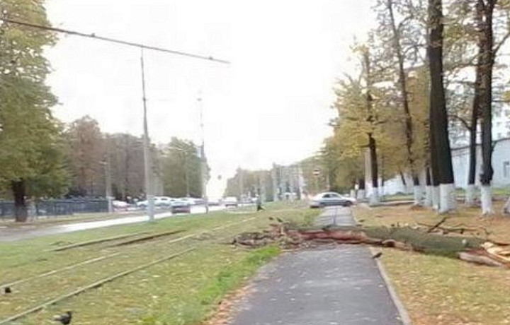 Рухнули 26 деревьев и 19 раз отключался свет: в Туле и области устраняют последствия непогоды