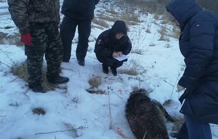 Трое охотников из Тульской области подозреваются в незаконном убийстве кабанов