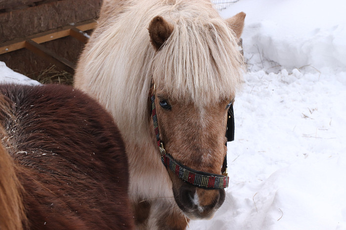 Зверские морозы: как животные зооуголка Белоусовского парка переживают снежную зиму и природные катаклизмы. Фоторепортаж