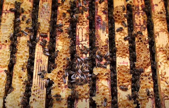 Тульские пасечники из-за скачков температуры и дождей недосчитались меда