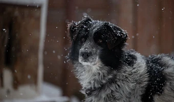 Жители Тульской области уже зарегистрировали более 1 700 собак и кошек: остальным грозят штрафы уже с 1 июля