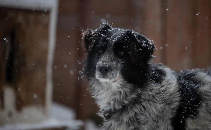 Жители Тульской области уже зарегистрировали более 1 700 собак и кошек: остальным грозят штрафы уже с 1 июля
