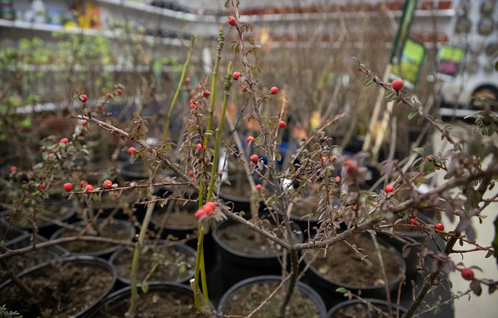 В 2023 году в Тульской области не зафиксировано рецидивов заболеваемости плодовых растений