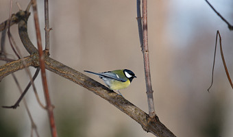 В Туле ожидается малооблачная погода с температурой до +7 градусов 10 марта