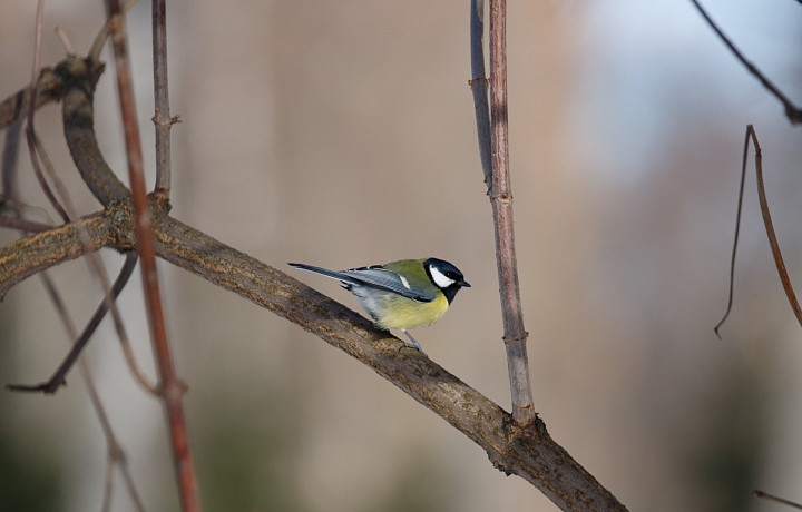 В Туле ожидается малооблачная погода с температурой до +7 градусов 10 марта