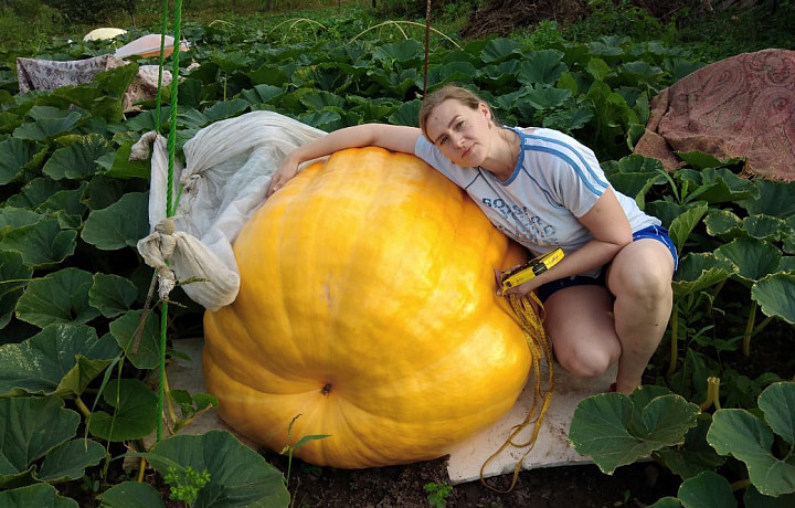 Тулячка вырастила тыкву весом более 300 килограммов