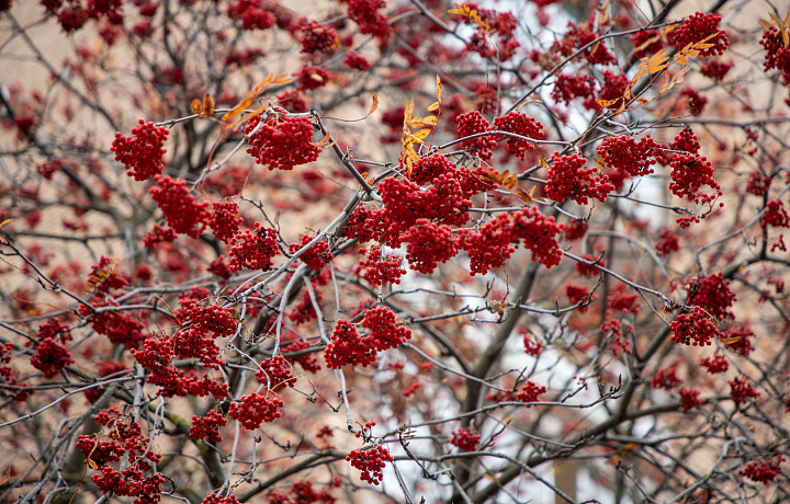 Народные приметы 23 сентября: почему в день Петра и Павла Рябинников нельзя собирать всю рябину
