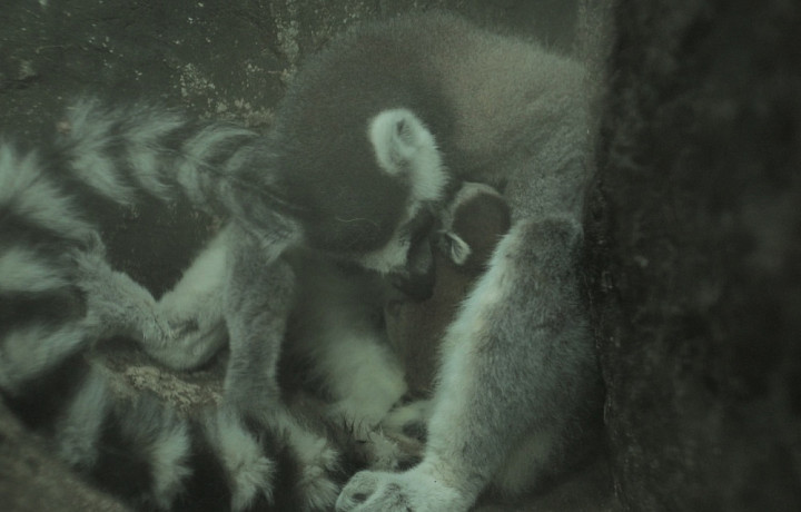 В Тульском экзотариуме родились детеныши игуан, дегу, лемуров и шиншилл