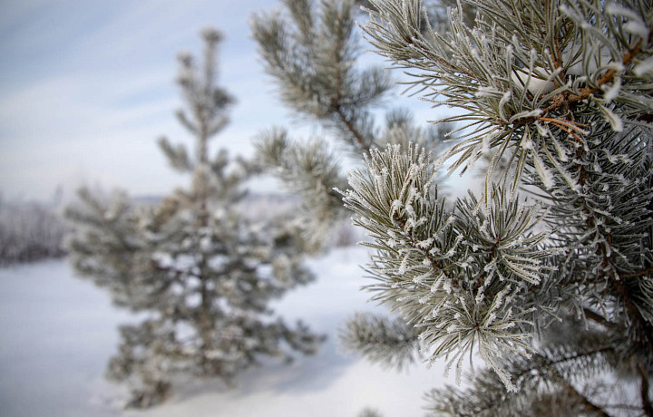 Днем 23 января в Туле и области потеплеет до 0°С