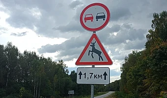 В Тульской области легковой автомобиль сбил лося
