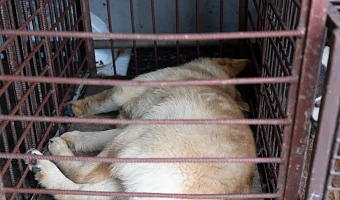 Восемь уголовных дел по жестокому обращению с животными возбудили в Тульской области