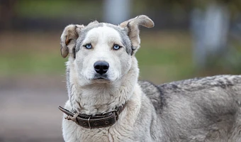 Авито вводит систему верификации приютов и зооволонтеров
