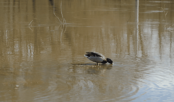 Баташевский сад в Туле захватили утки: парк активно затапливает