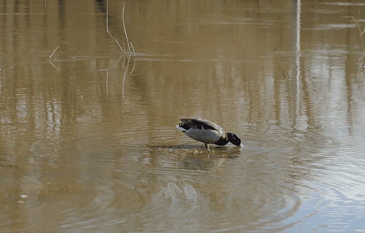Баташевский сад в Туле захватили утки: парк активно затапливает