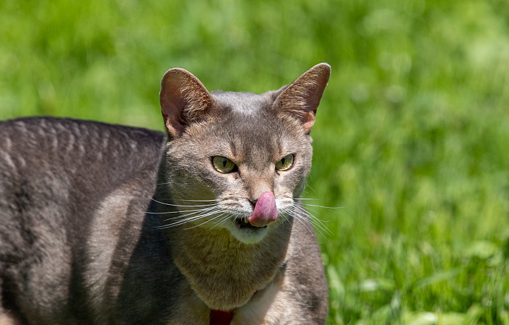 Тулякам рассказали, как защитить кошек от птичьего гриппа