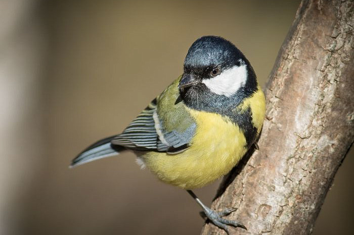 27 видов пернатых в одном месте: в Тульской области проходят Международные дни наблюдений птиц