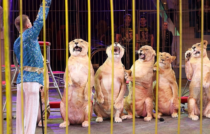 Премьера в Туле: на арене цирка новое шоу «Империя Львиц»