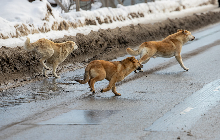 260 бездомных собак отловили в Туле с начала 2023 года