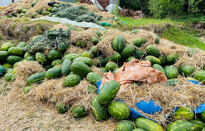 Арбузы по 10, бензин по 66 рублей: как жительница Тулы съездила за фруктами в Херсон