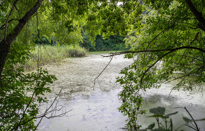 ﻿Более пяти тысяч мальков стерляди выпустили в реку Оку в Тульской области