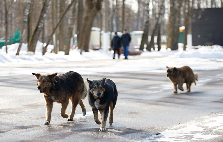 Туляков предупреждают о гололедице и тумане утром 7 апреля