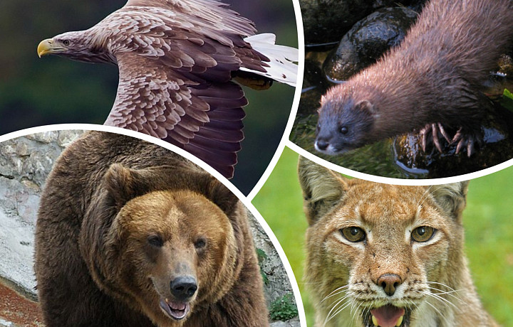 Редкие, неповторимые и пушистые: Тест о краснокнижных обитателях Тульской области