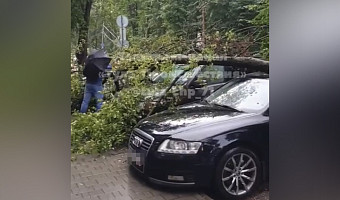 Упавшее дерево повредило несколько машин на улице Циолковского в Туле