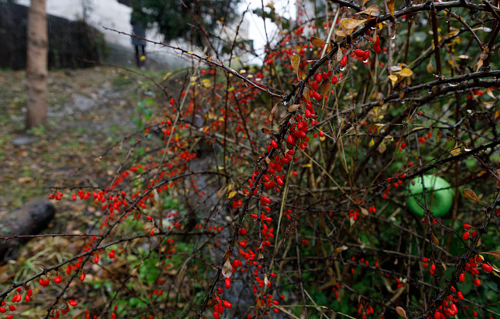 Тулякам рассказали, за сбор каких ягод можно получить штраф