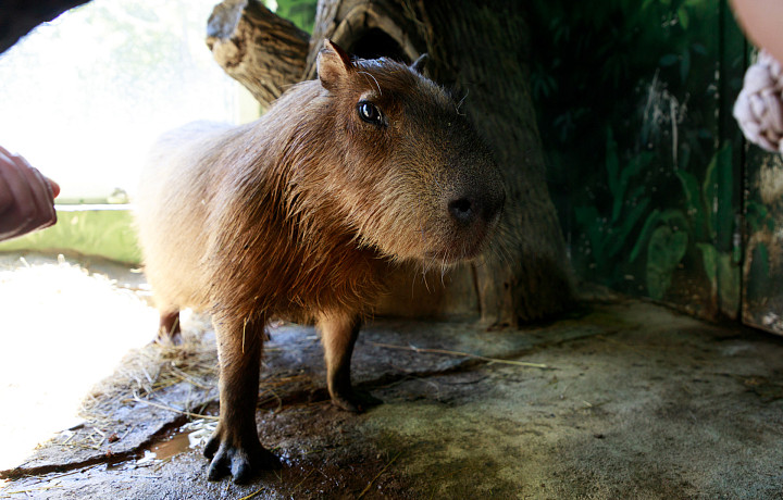 Тульский экзотариум отметит именины капибары Валентина