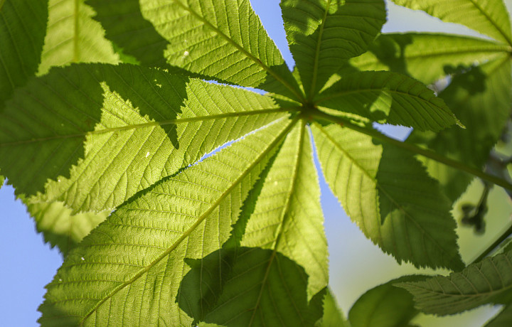 25 июня в Туле будет солнечно, а термометры покажут +25 градусов