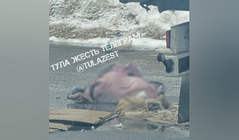 Водитель иномарки сбил пешехода на улице Щегловская засека в Туле