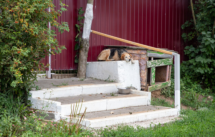 В Туле стаи бродячих собак будут выявлять с помощью ИИ
