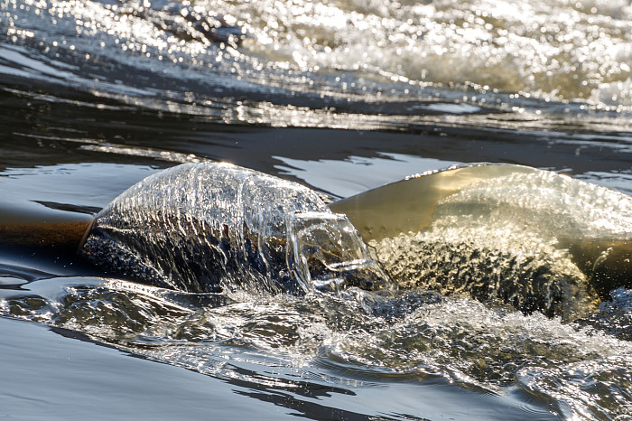 Пролетарская набережная в Туле вот-вот уйдет под воду: пик паводка возможен уже на следующей неделе