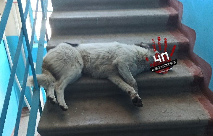 Жители Новомосковска сообщили о травле бездомных собак