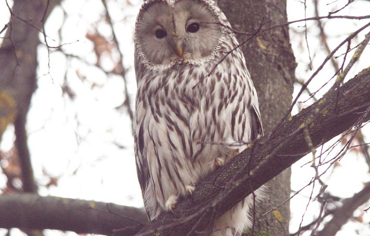 Становятся городскими: специалист предположил, как длиннохвостая неясыть оказалась в тульском парке