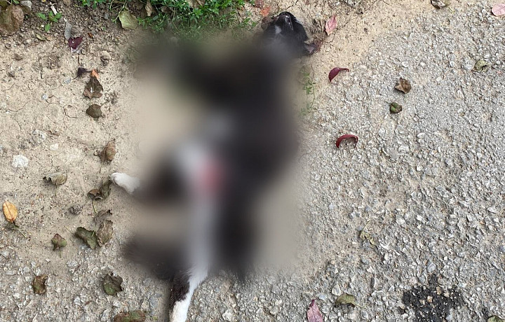 На улице Маршала Жукова в Туле начали находить мертвых кошек – жильцы обеспокоены